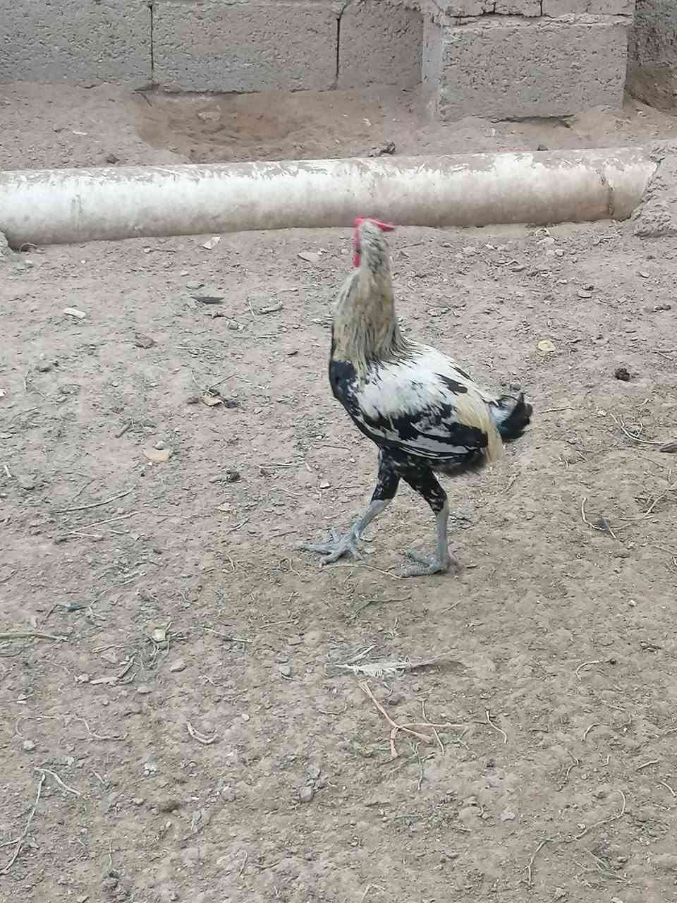 ديوكه • دواجن