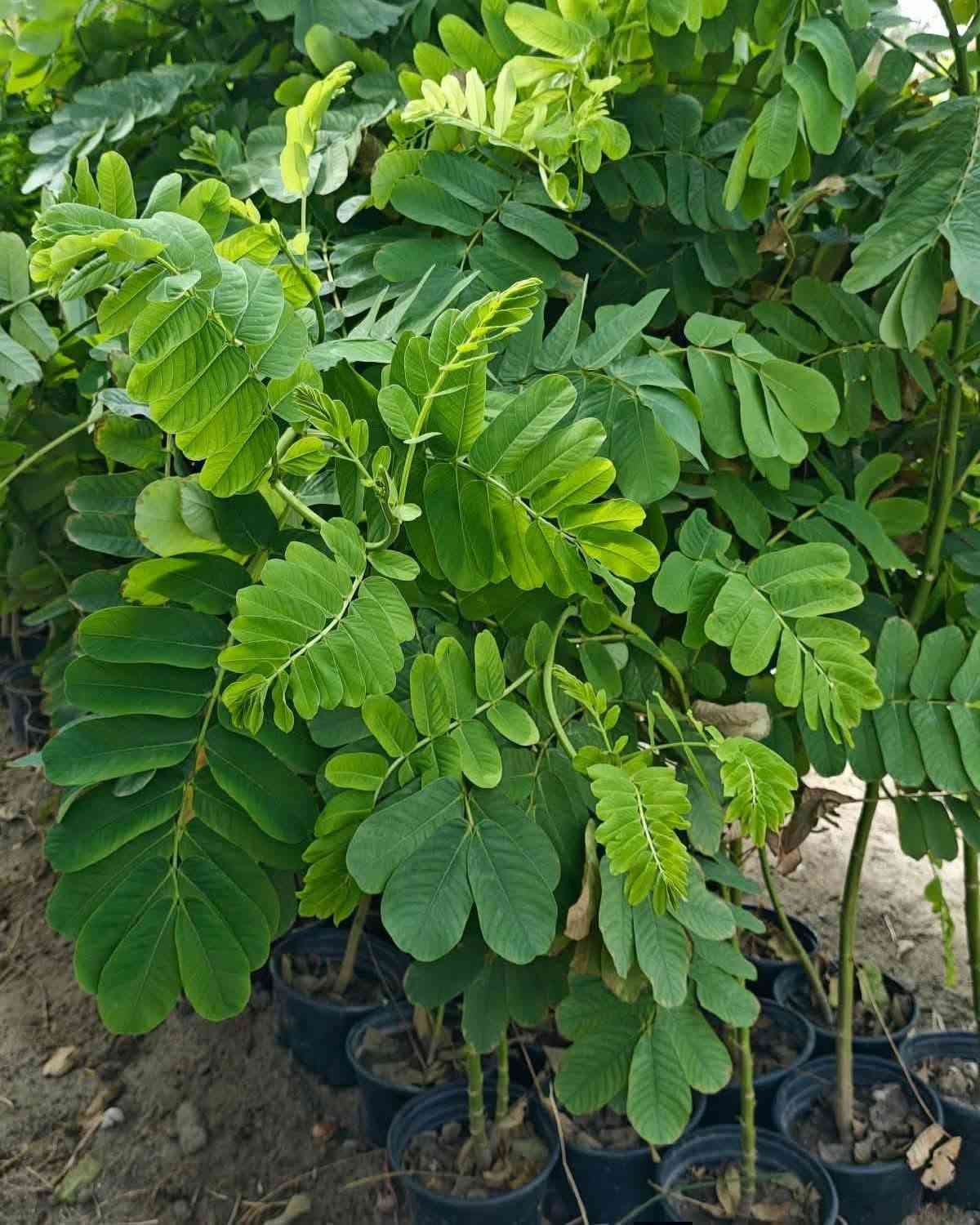 🌳 شجرة أكاسيا الشمعدان
من الأشجار الجميلة والمميزة للحدائق، تتميز بشكلها الأنيق وتاجها الجميل، وتتحمل أجواء العراق الحارة وتضيف لمسة فخمة وخضرة للمكان. 🌱✨ مشتل أوركيد الخضراء وفرنالكم 🌼🌼🌼 اكاسيا الشمعدان الافريقي 
وبأرتفاع اكثر من متر تقريبا  وبسعر ٧٠٠٠ الاف 
🌳🌳🌿
 هي شجيرة معمرة ومزهرة تُنتج أزهاراً صفراء منتصبة تشبه الشمعة، وتُزرع للزينة وخصائصها الطبية.
معلومات أساسية
الموطن الأصلي: المكسيك، وتنتشر زراعتها في المناطق الاستوائية والمنطقة العربية والعراق.
الشكل والمظهر: دائم الخضرة، ترتفع الشجيرة بين متر إلى 4-6 أمتار، وتتميز بازهرار أصفر مبهج يجذب النحل والفراشات.
الاستخدامات: تُستخدم للزينة في الحدائق والمنتزهات، ولها فوائد طبية بفضل خصائص أوراقها المضادة للفطريات. 
إرشادات العناية والزراعة
الإضاءة: تتحمل أشعة الشمس الكاملة والساطعة بشكل ممتاز.
الري: تحتاج إلى ري منتظم ومستمر مع الحفاظ على رطوبة التربة دون إغراق.
التربة: تُفضل التربة الخصبة وجيدة التصريف.
التسميد: يُفضل تسميدها مرتين سنوياً (في الربيع والصيف) بسماد متوازن غني بالفسفور.
التكاثر: تتكاثر بسهولة عبر البذور (بعد خدشها قليلاً) أو باستخدام العُقل.
✨للحجز والاستفسار يرجى مراسله الصفحه او واتساب ***********
🏡العنوان /بابل المحاويل 
يتوفر لدينا خدمه توصيل لجميع محافظات العراق 🚛

