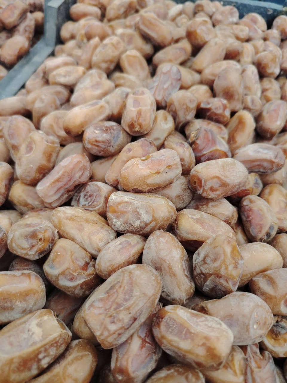تمر شويثي • نظيف • قضاء النصر