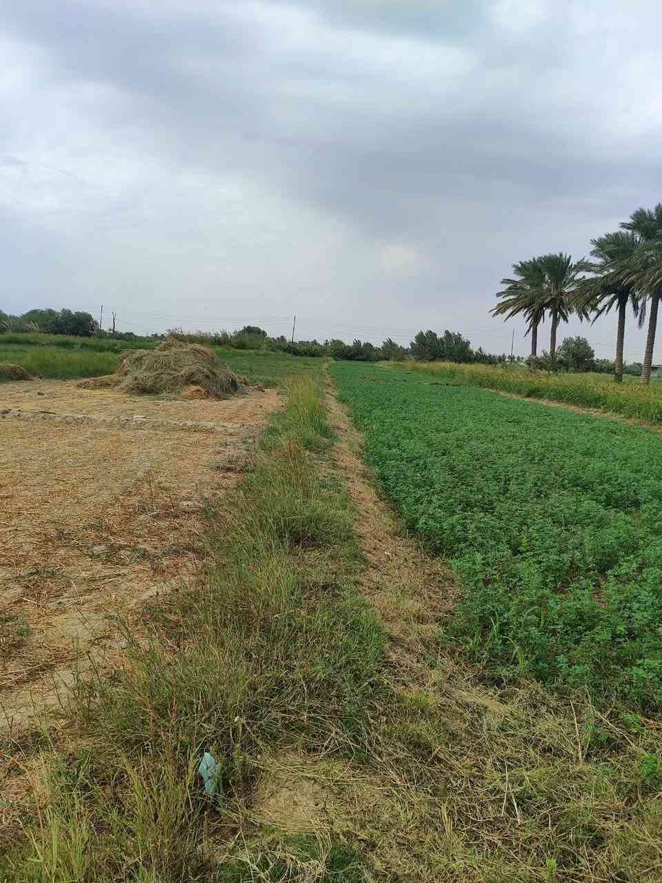 المحامده النساف الشاميه • ١٢٠٠م • طابو زراعي