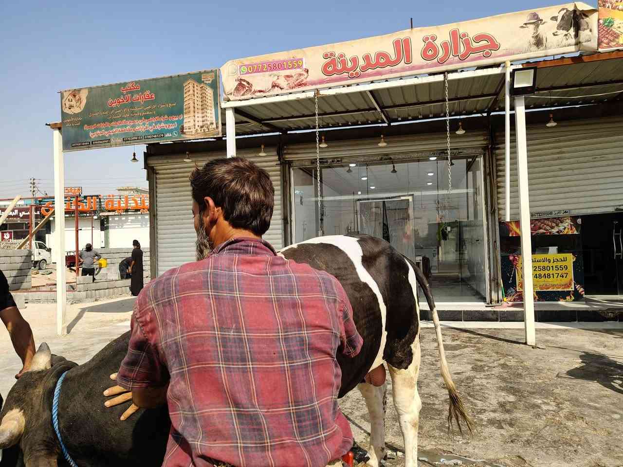 جزارة المدينة لحم عجل عراقي ذبح يومي مرتضى القصاب
رقم هاتف ***********
