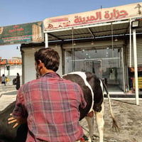 جزارة المدينة • لحم عجل عراقي • ذبح يومي