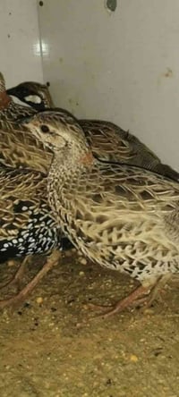 متاح بغداد 07765704926