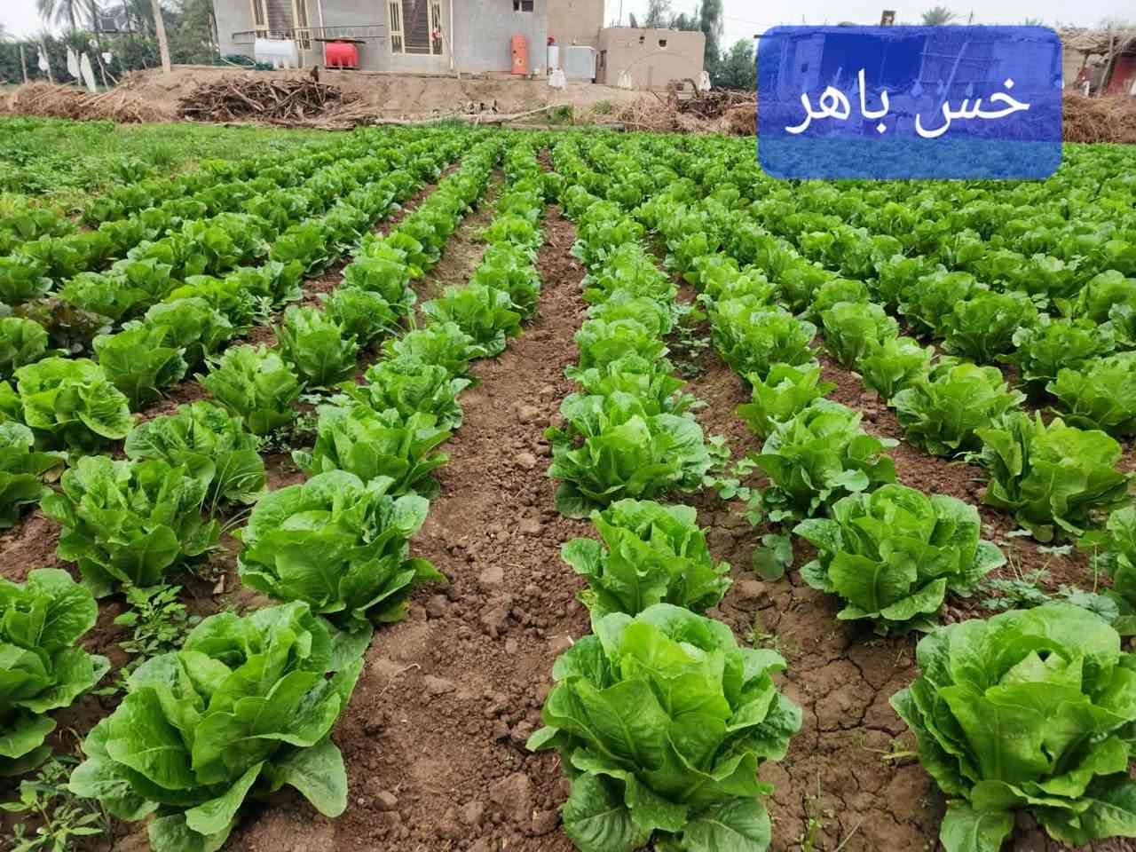 🥬🌱 خس باهر F1 | BAHER F1 🌱🥬
من Valley Vegetable Seeds الهولندية 🇳🇱
صنف مميز للمزارع الباحث عن الجودة، التجانس، والحجم التسويقي الممتاز.

🔹 العمر: 60–70 يوم
🔹 اللون: اخضر
🔹 الوزن: 1 – 1.25 كغم
🔹 الصنف: BAHER F1
🔹 بذور أصلية بجودة عالية 🌱

🥬 باهر F1… إنتاج متجانس، وزن ممتاز، وشكل يجذب السوق.

🚚 يتوفر لدينا توصيل إلى جميع محافظات العراق 🇮🇶

📞 للطلب والاستفسار:
***********
***********

📍 مكتب المهندس علاء الشجيري للتجهيزات الزراعية

#خس_باهر_F1 #BAHER_F1 #Valley #بذور_هولندية #بذور_خضر #خس #زراعة #مزارعين #التجهيزات_الزراعية
@الجميع

:

#مكتب_علاء_الشجيري #مكتب_المهندس_علاء_الشجيري #علاء_الشجيري #مكتب_علاء_الشجيري_للتجهيزات_الزراعية #الشجيري_للتجهيزات_الزراعة
#خس
