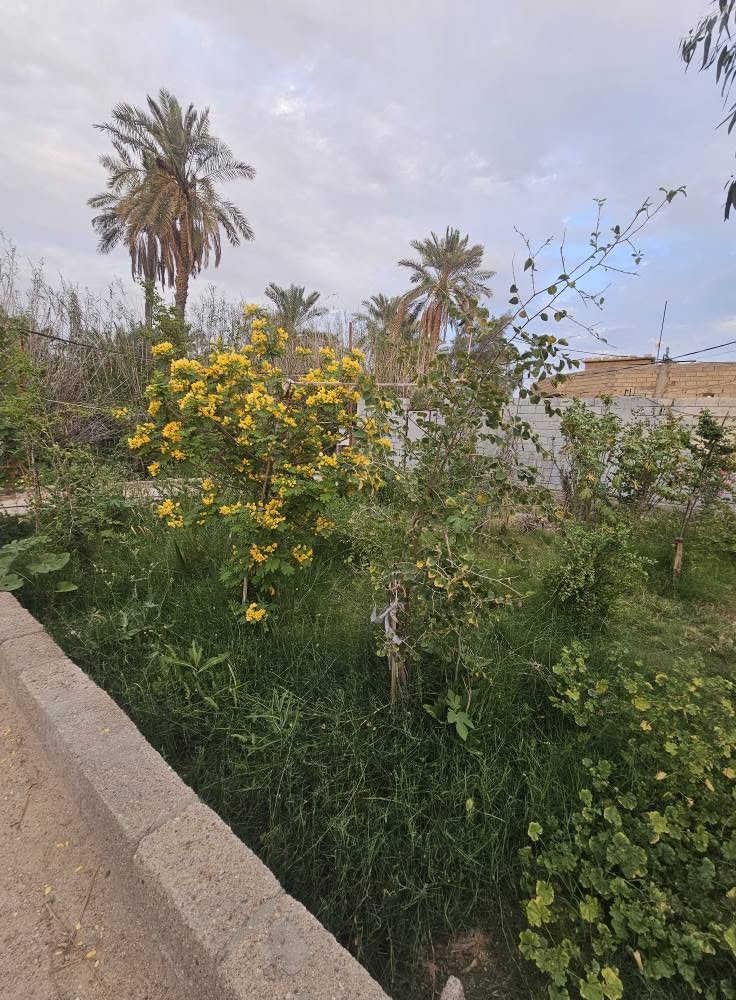 🏡 أرض للبيع – فرصة مميزة في أبي الخصيب
📍 الموقع: البصرة – أبي الخصيب – حمدان
🔹 المساحة: 1000 متر مربع
🔹 نوع السند: طابو صرف – سهم قابل للتحويل باسم المشتري
🔹 الأبعاد: واجهة 20 متر × عمق 50 متر
🔹 الشارع: تقع على شارع بعرض 10 أمتار
✅ موقع مناسب للسكن أو للاستثمار، مع سهولة الوصول والخدمات القريبة.
📞 للاستفسار والاتصال:
*********** البصرة, العراق
