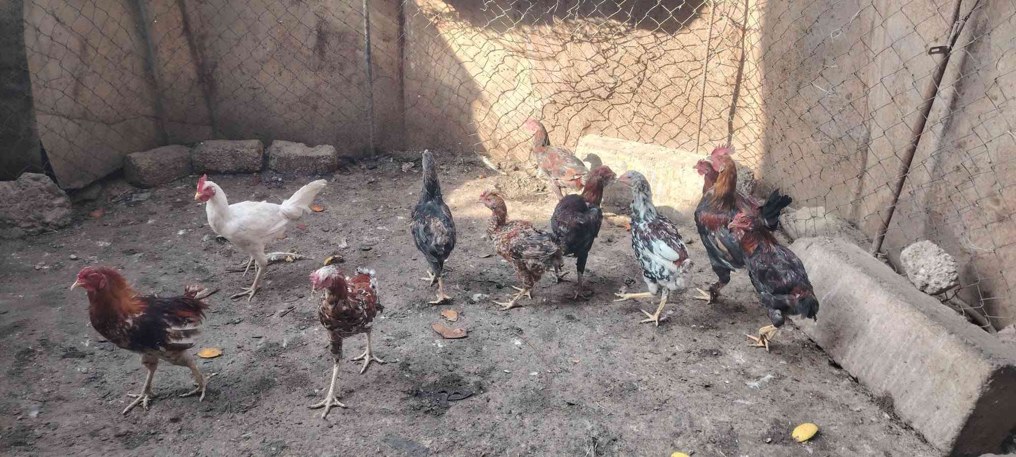 دجاج هراتي • ديوك عرب • الشرقاط