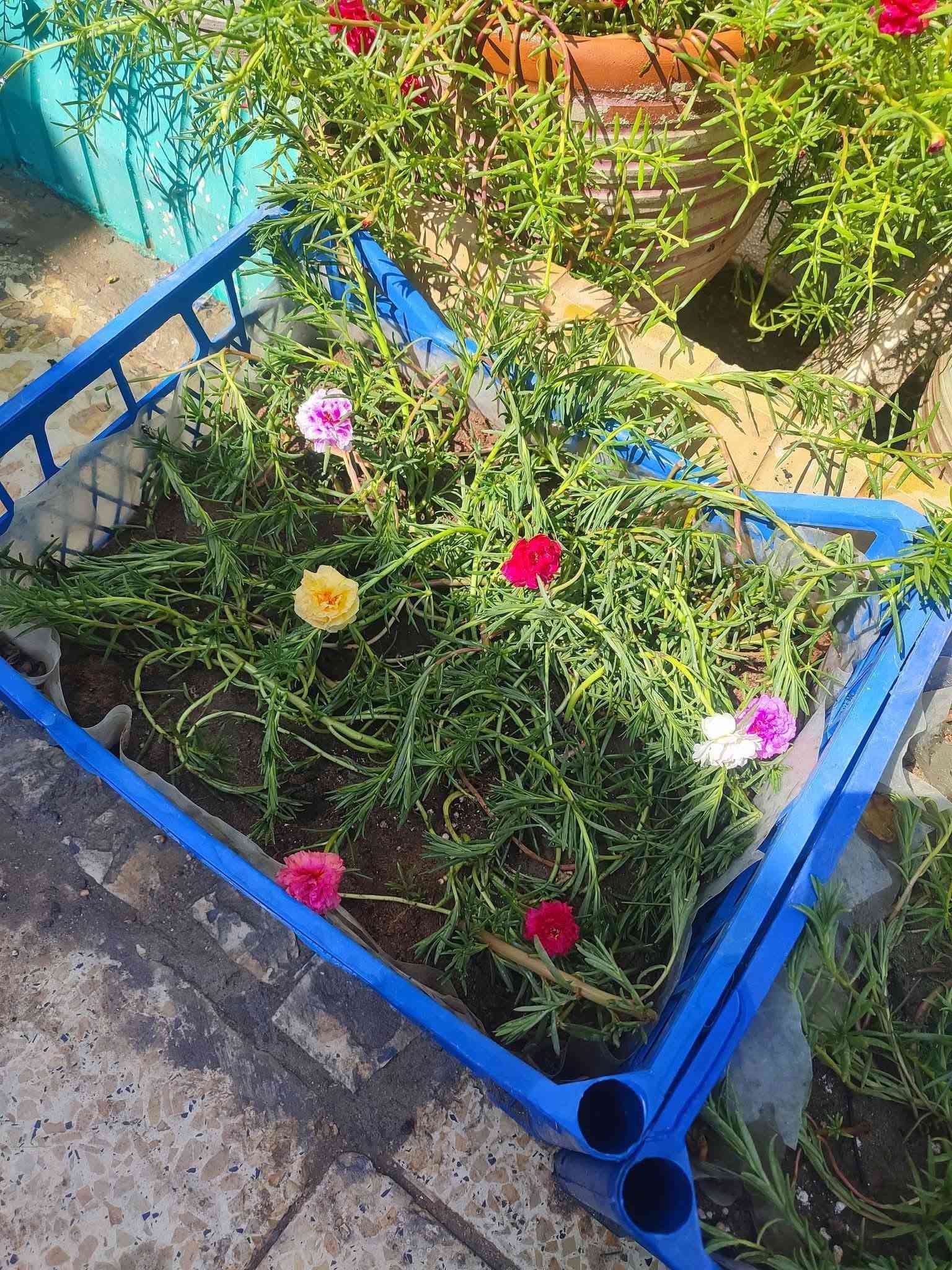 سندانه • حجم ٢٢ • توصيل