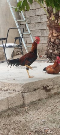 ديوجه عرب • سنة • ٤ للبيع