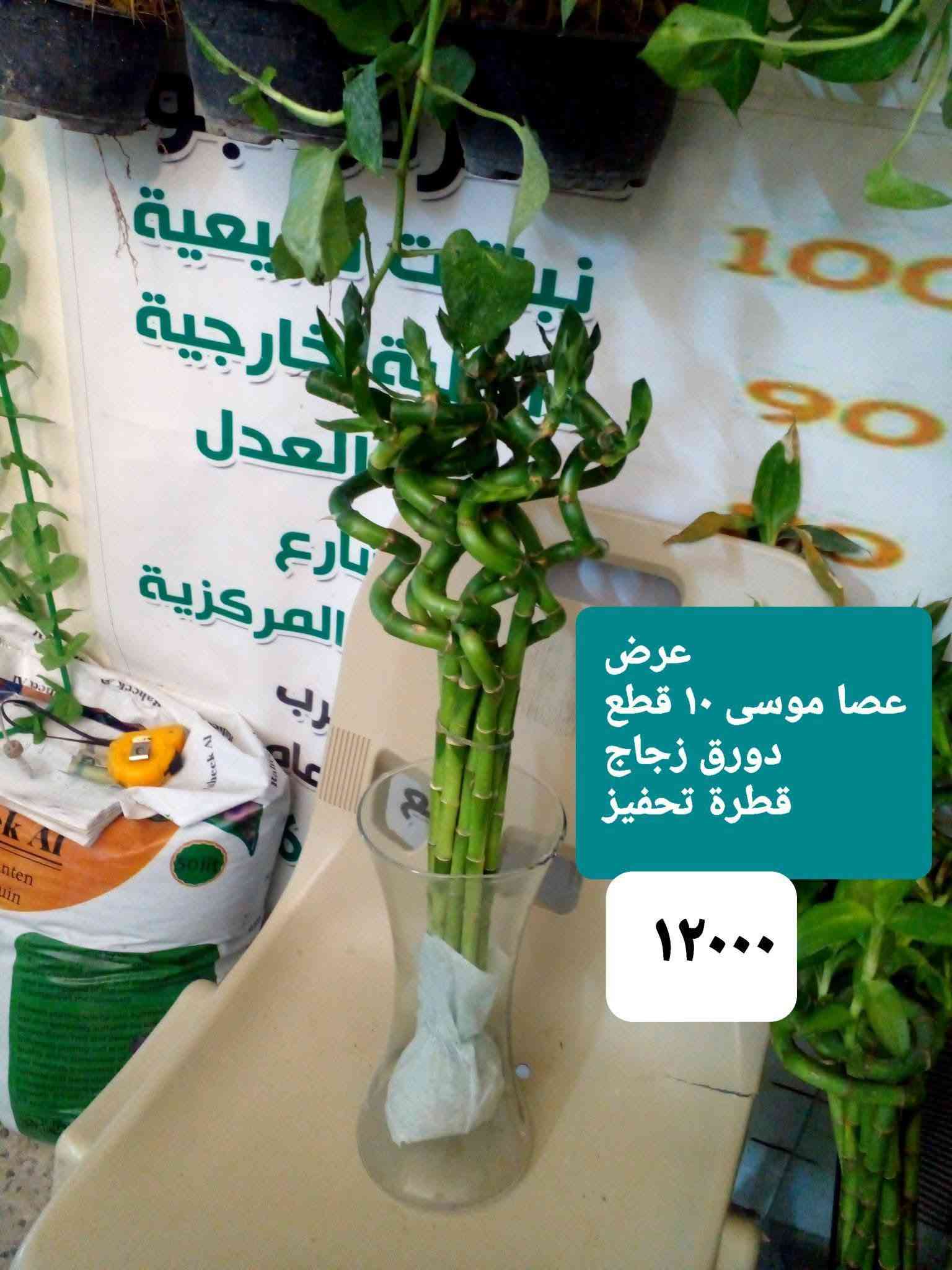 بونساي عين البزون • لبلاب تعليك • عصا موسى