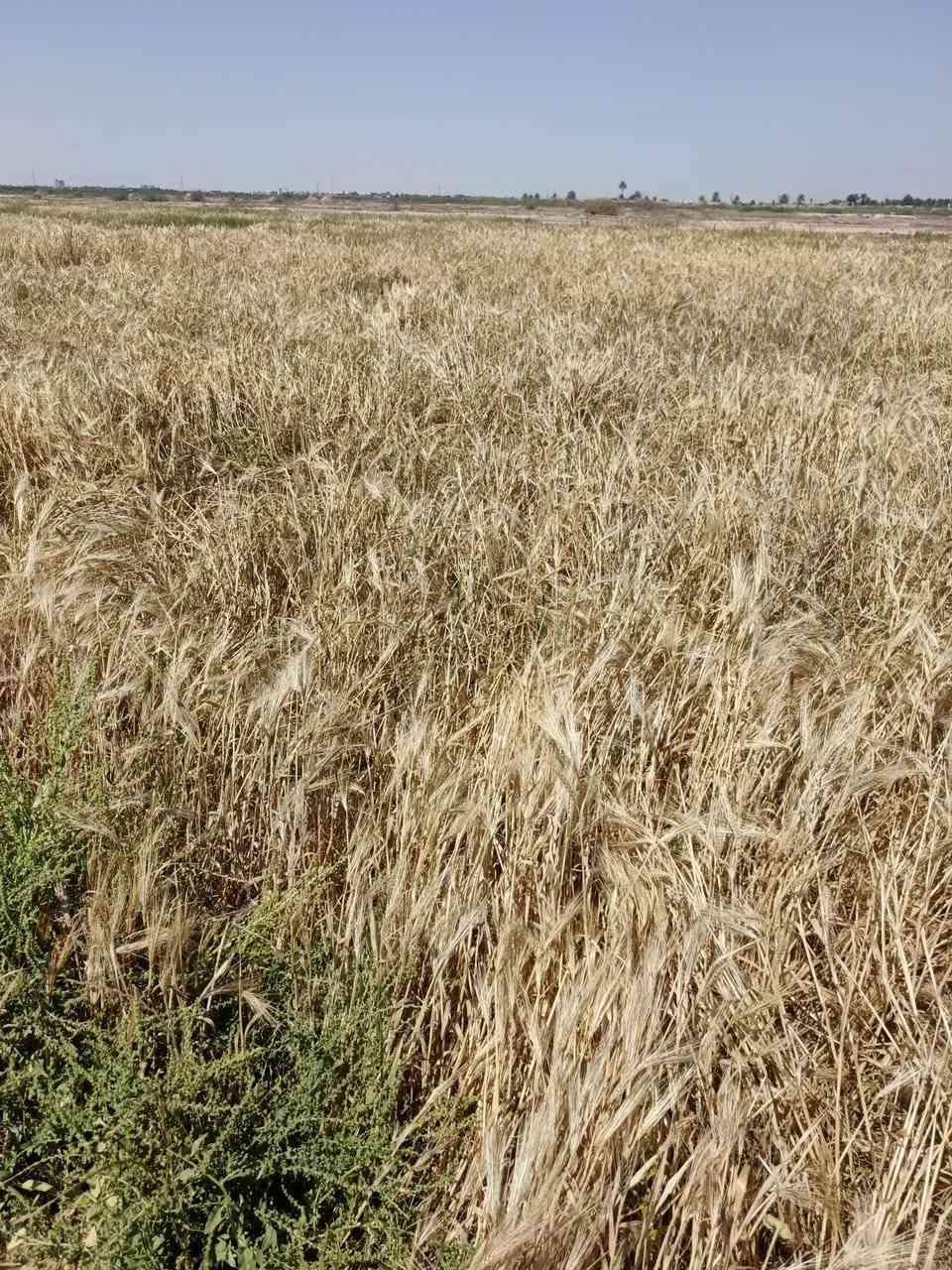 أرض ٢٠ دونم عقدين عقد 11دونم وعقد 9 دونم قرار 24 مع بيت 360 متر صب كونكرين واجهة 70 وتنزل الأرض وجها على شارع سبيس تبعد عن الشارع العام 3كيلو طريق نجف كربلاء عمود 1141 ملاحضة الارض بأسمنه
للأستفسار هاتف ***********
أرض ٢٠ دونم عقدين عقد 11دونم وعقد 9 دونم قرار 24 مع بيت 360 متر صب كونكرين واجهة 70 وتنزل الأرض وجها على شارع سبيس تبعد عن الشارع العام 3كيلو طريق نجف كربلاء عمود 1141 ملاحضة الارض بأسمنه

