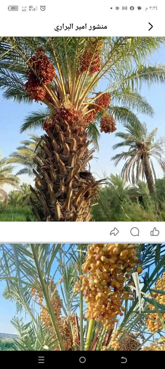 السلام عليكم يوجد كادر للتنزيل التمر من النخيل حتي لو 12 متر هم نجيك للبيت وحياكم الله ***********اتصل

نص مكتوب في الصور:
- منشور امير البراري
- منشور حسام الزيدي الزيدي الشويثي الأحمر