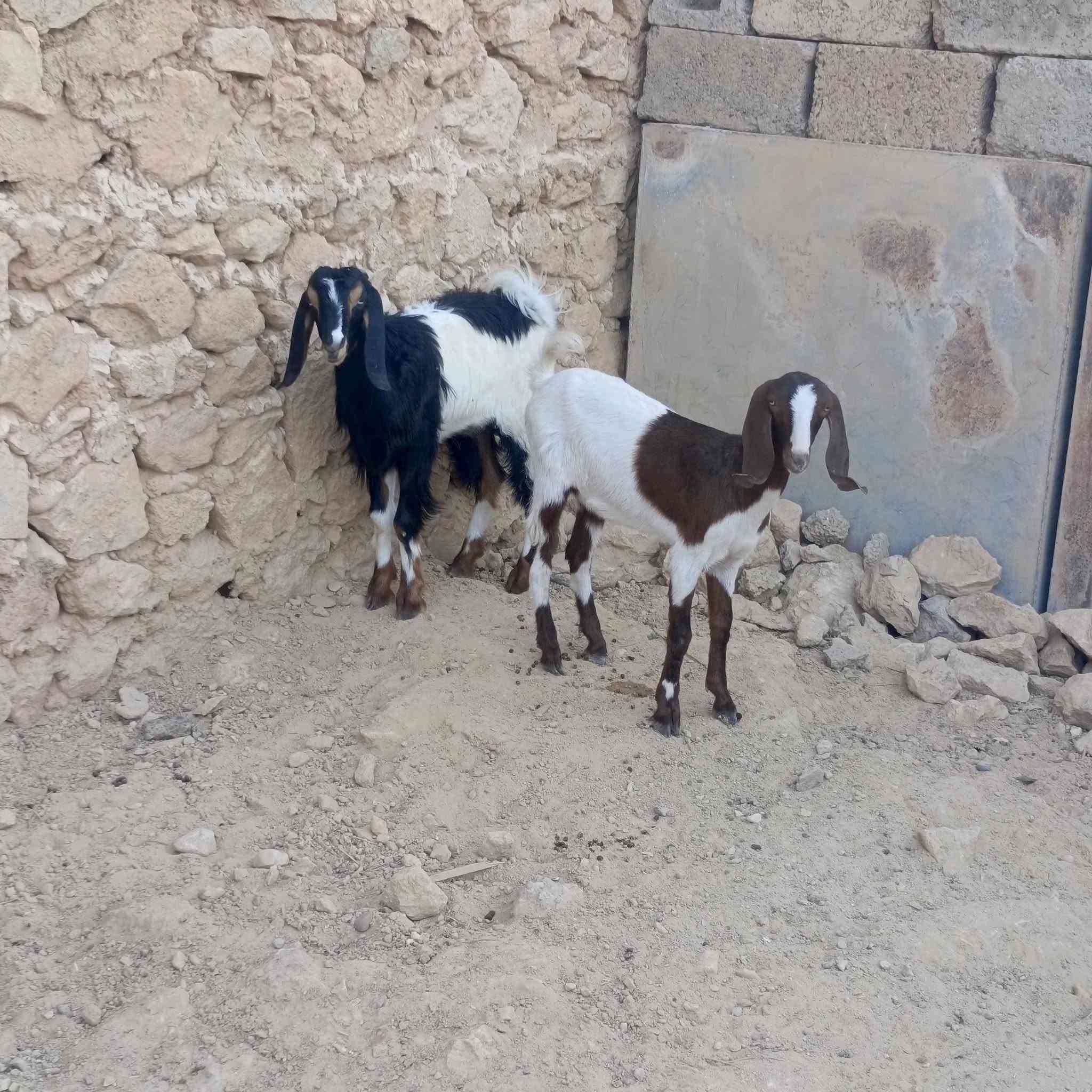 زوج • مضربات بشامي • حلال نضيف