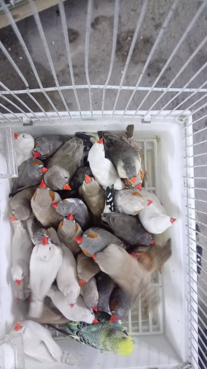 جامبوات • خشنات • المحاويل
