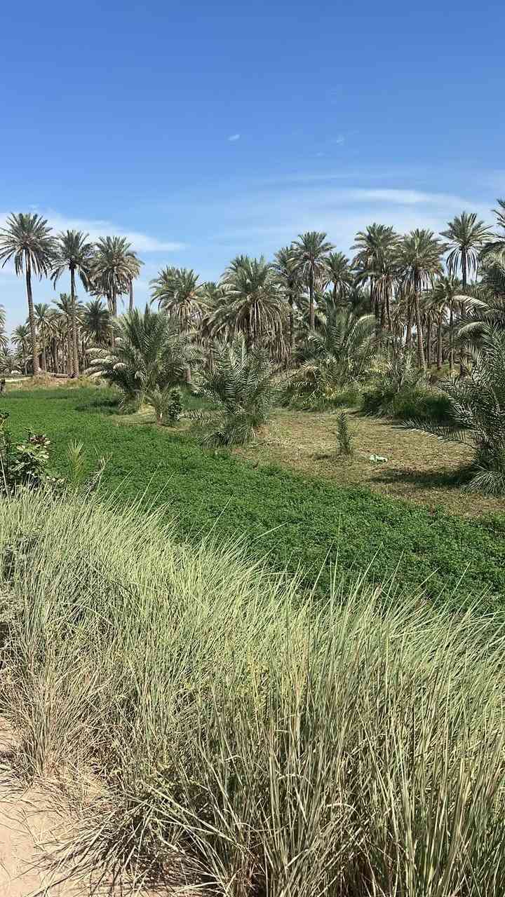 كربلاء الهندية • ٥٥٠٠م • سقي سيحي