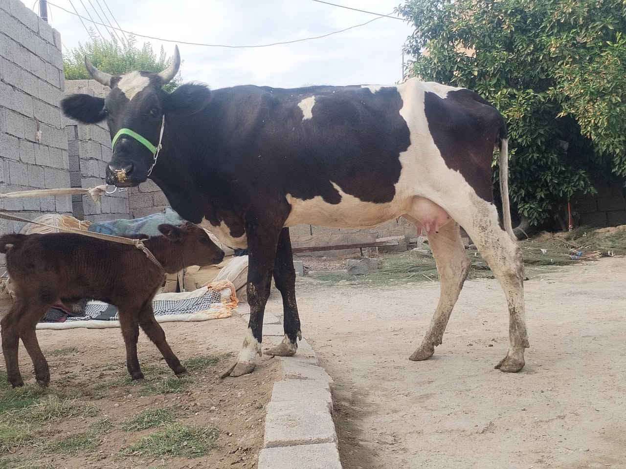 ثاني بطن • حليب مضمون • ناحية الزاب