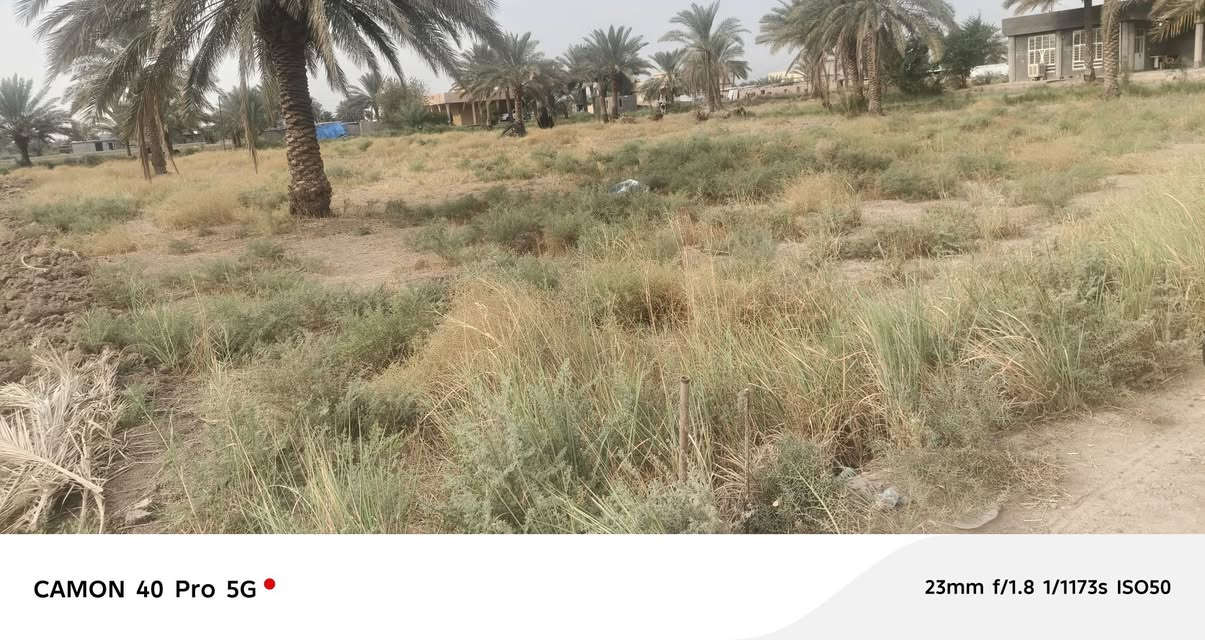 رضوانيه • سند ٢٥ • ٣٧٥٠م