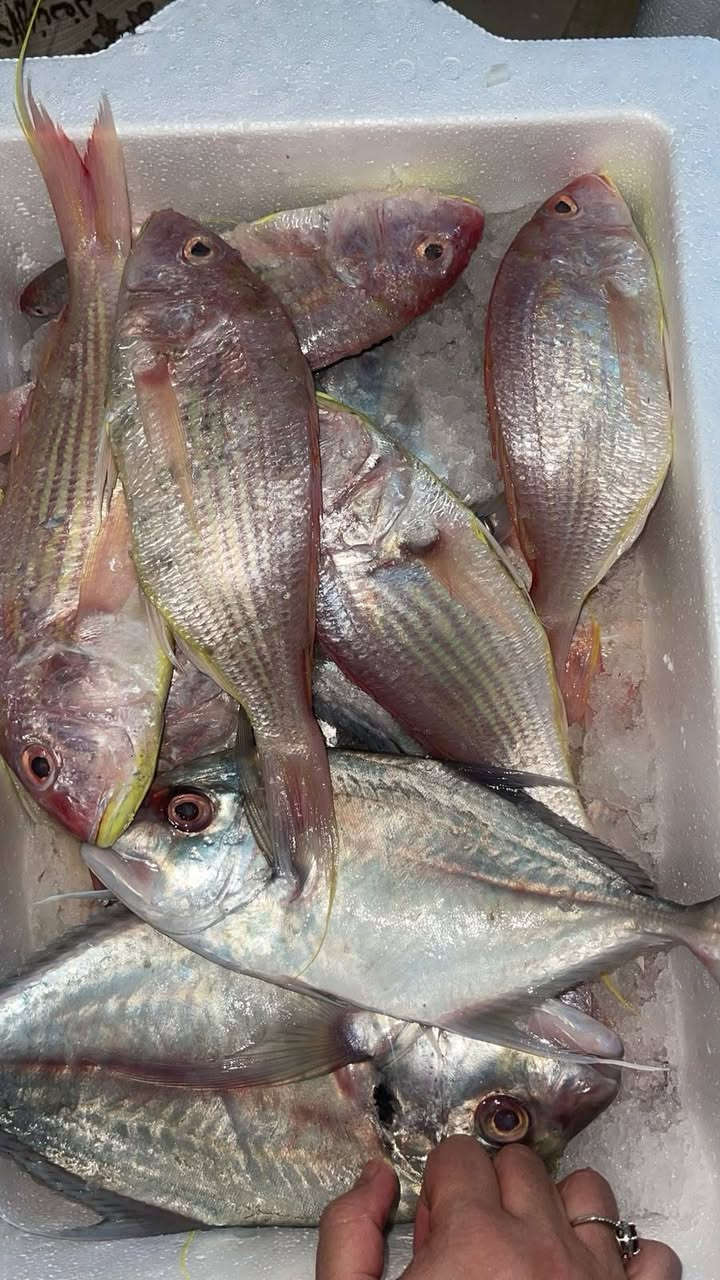 سمك كاريبي • دجاج ذبح • لحم عجل