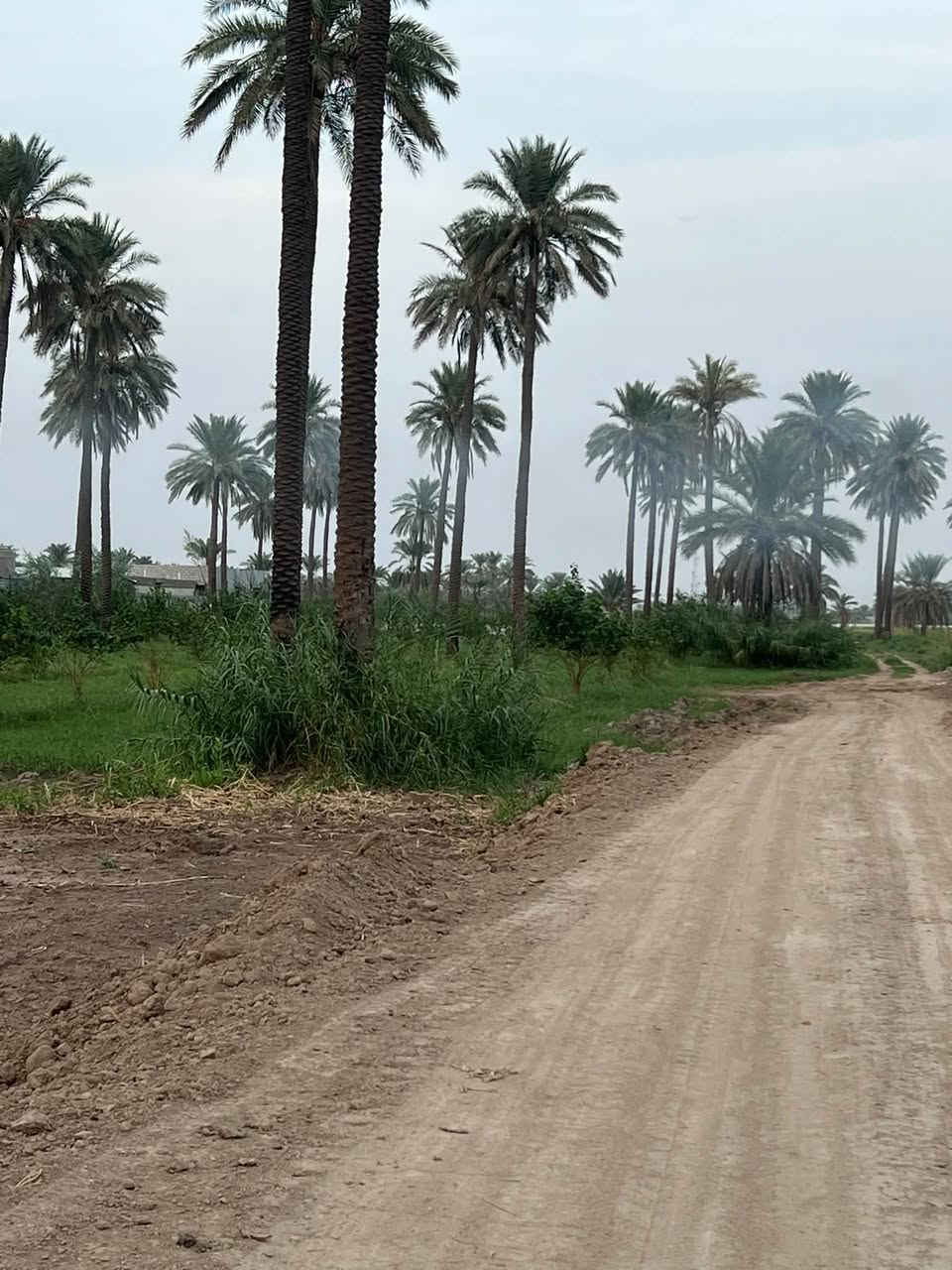 نص دونم • طابو سند ٢٥ • ١٥٠م من دجلة