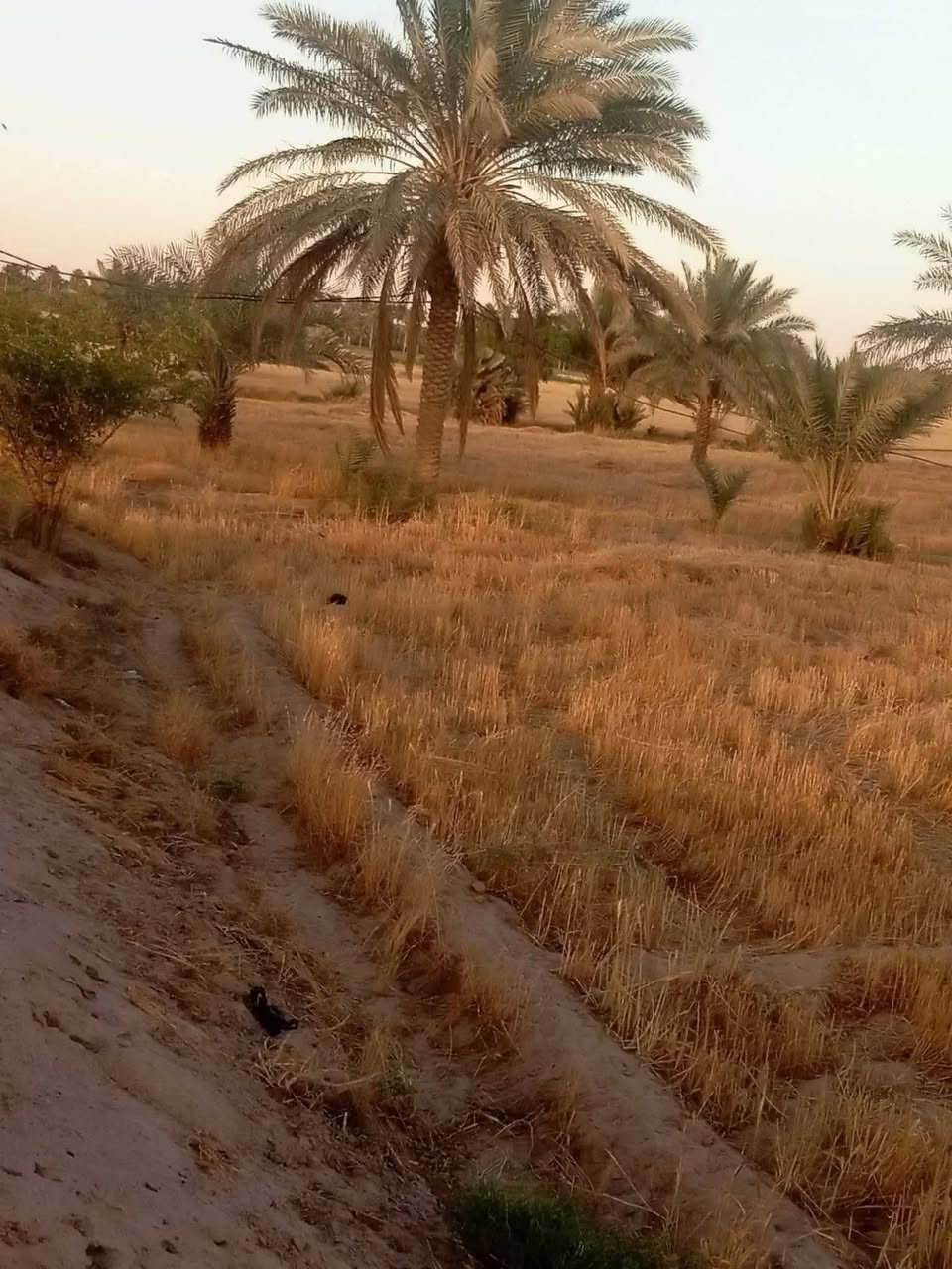 نجف كوفة • ٣ دونم • نخيل وسدر