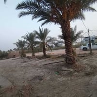 الديوانية طريق السنيه السياحي • ٦٠٠م • طابو زراعي سند ٢٥