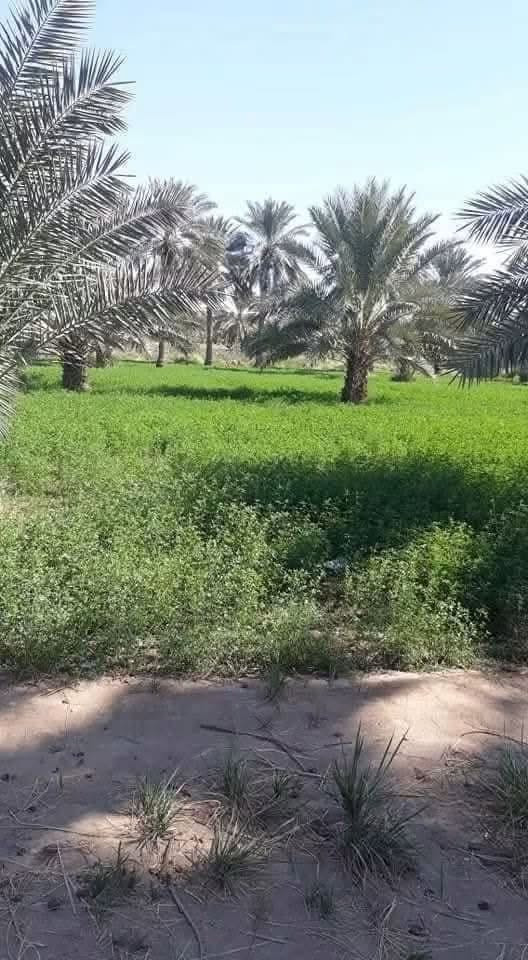 للباحثين على الهدوء والابتعاد عن الزحمة والضوضاء
للبيع المستعجل ارض طابو 25 مساحتها 2000 متر موقع مميز جدا

موقعها المحاويل قرب بيت أبو الطياره تبعد عن الشارع العام مايقارب 200 متر وقريبه على طريق مطار كربلاء المقدسة الجديد 

مواصفات الأرض طابو سند 25واجهه 28متر ركن على ثلاث شوارع الأمامي 10 متر والجانبي 5 متر والي بالخلف 8 متر  متوفر فيها كل الخدمات تبليط كهرباء وماءً اساله وقريبه من المدارس والأسواق علماً ان الأرض مزروعة نخيل وهذه صور تابعة للأرض 

تحويل الأرض مباشر وفي دائرة طابو المحاويل 

الاستفسار والمعاينة والسعر يمكنكم التواصل عبر الرابط الخاص او الرقم المذكور أو الماسنجر@

***********

https://api.whatsapp.com/send/?phone=201040175849&text&type=phone_number&app_absent=0&wame_ctl=1@
