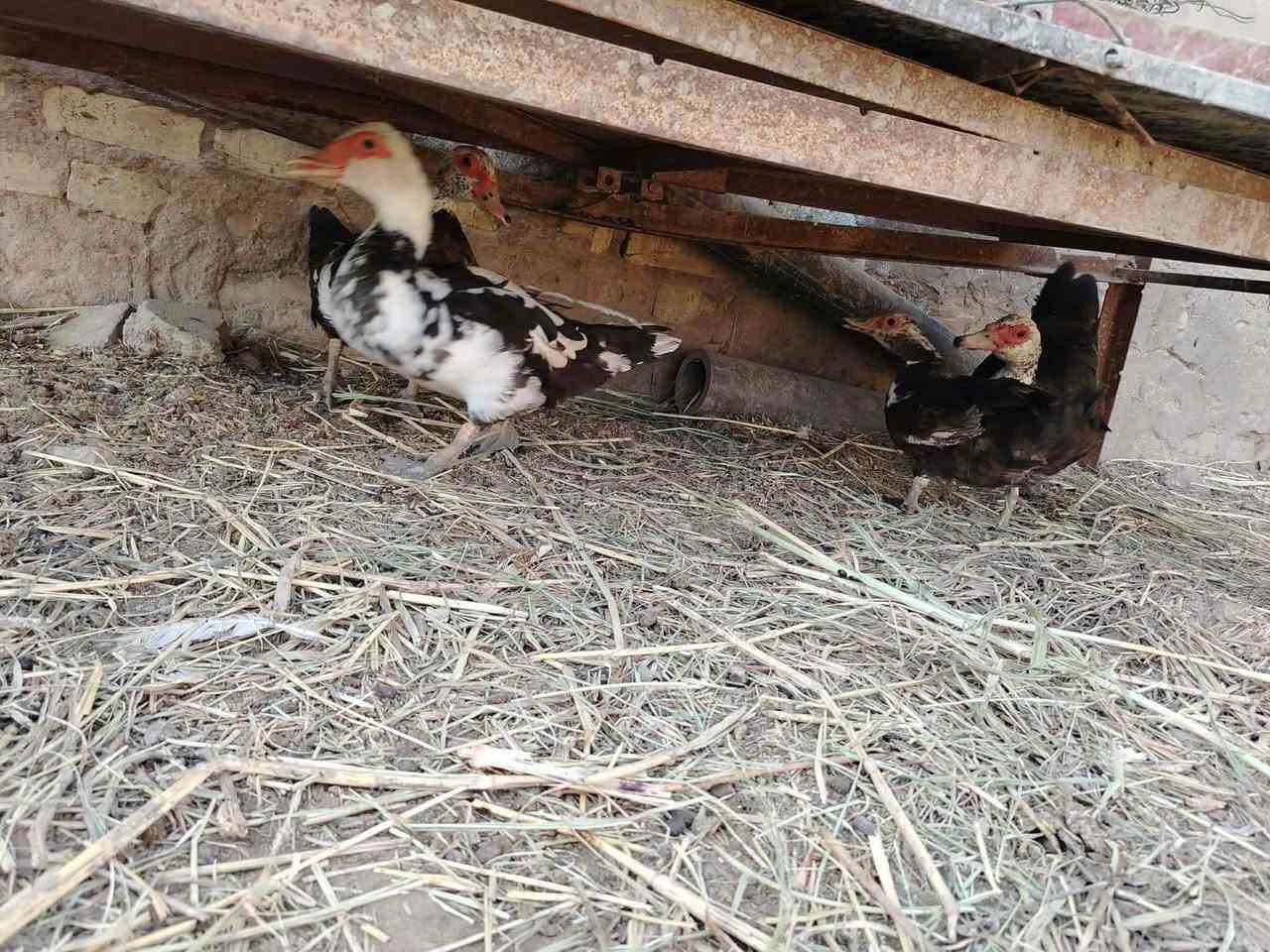 سلام عليكم شباب وز عدد 8 و4 بطات هم لبيع مكاني بل الهارونيه خاص مفتوح و هاذه رقمي
سعر الوز زوج عل 55 و بيهن مجال قليل و 4 بطات كلهن 50 و بيهن مجال قليل و هاذه رقمي ***********
