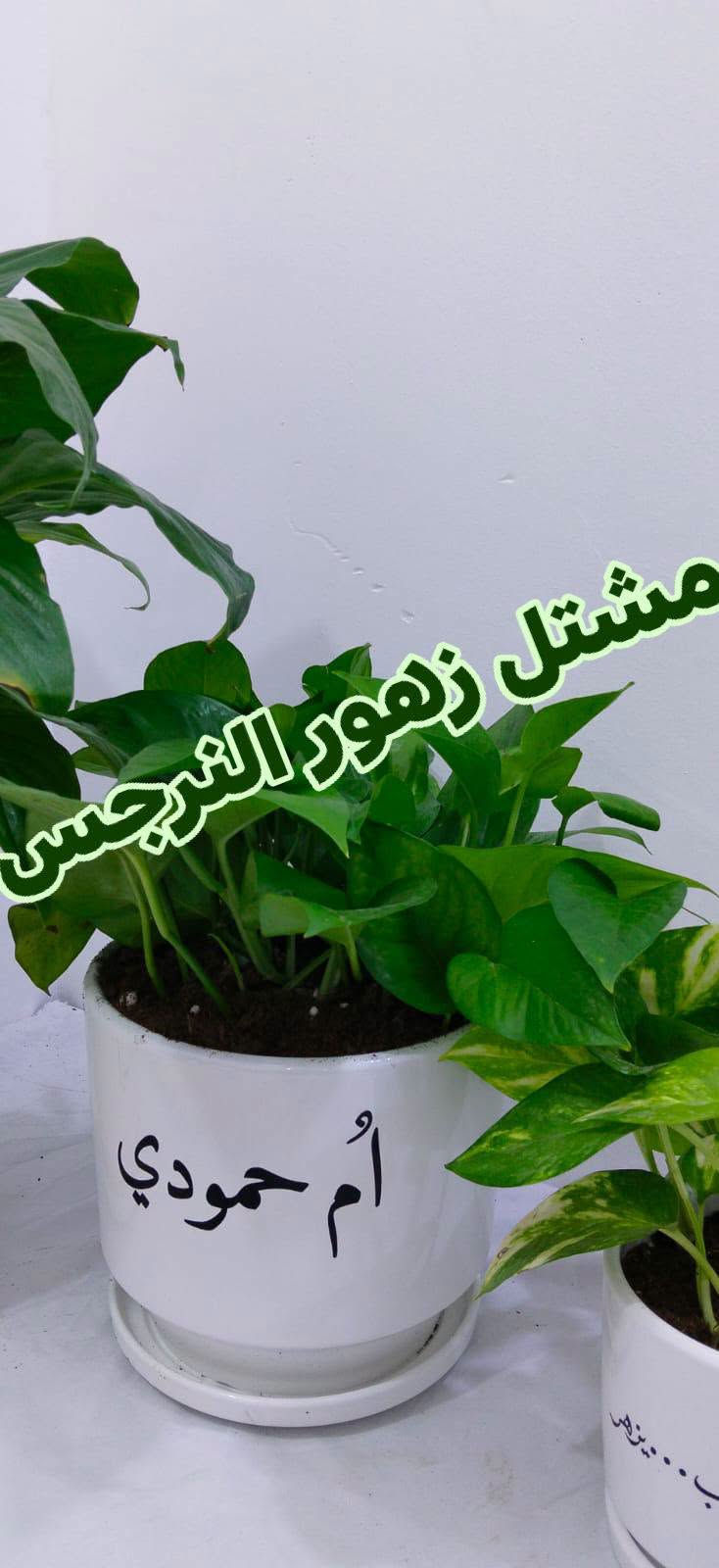 مشاتل زهور الندى • شتال نرجس • توصيل كل المحافظات