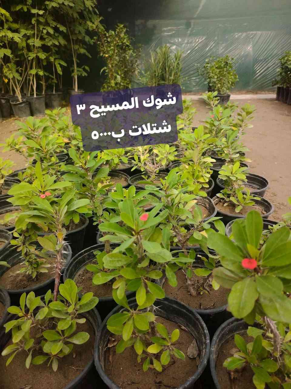 شتلات • الكوت الفلاحية • رمان زينه