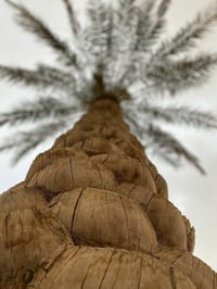 للعنده اشجار حاب يقلمها  او شجرة 🌳 تريد تقطعها  او نخلة محتاجة تكريب  ...
