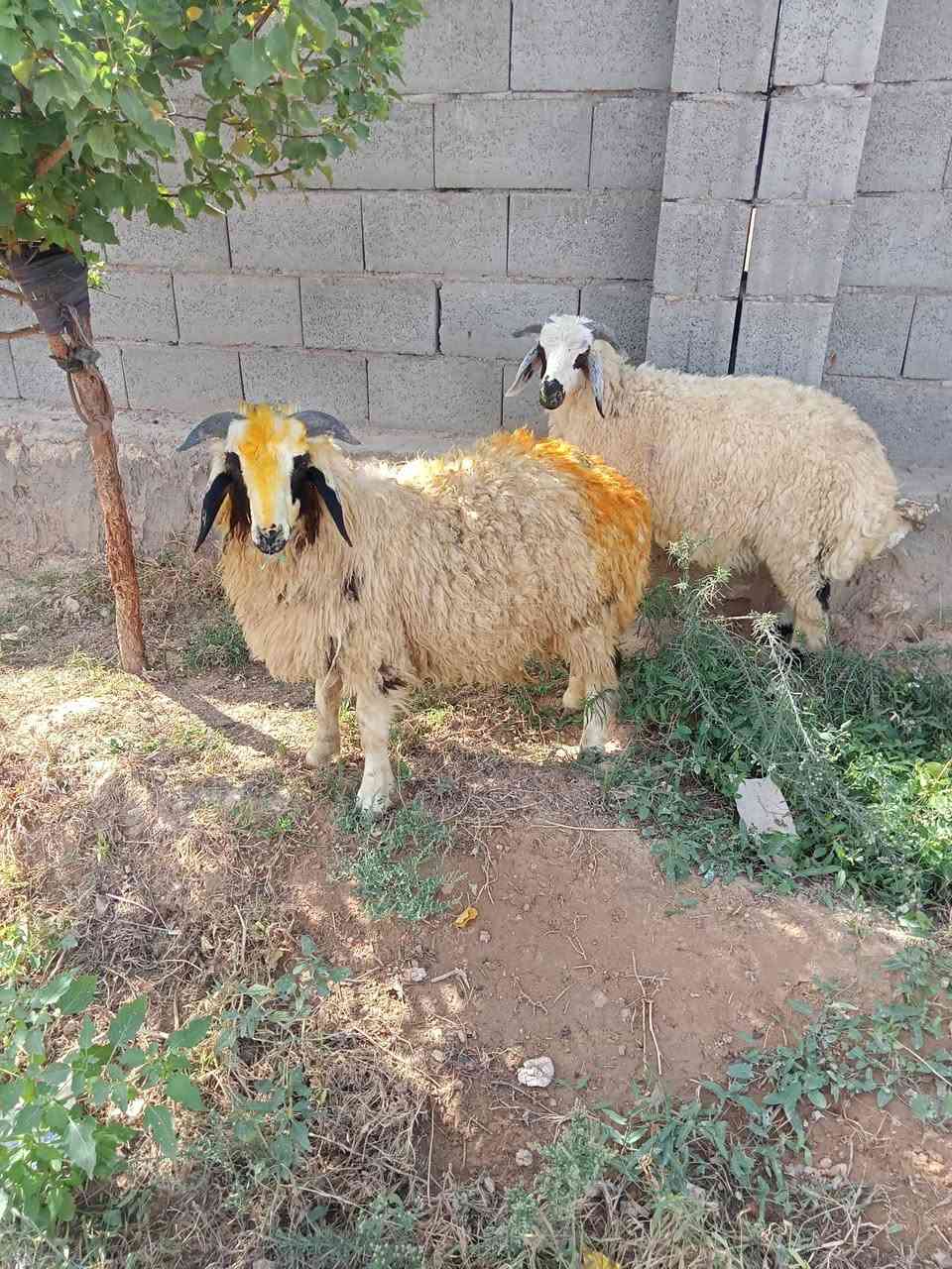زوج طليان • خشنات • معالفات