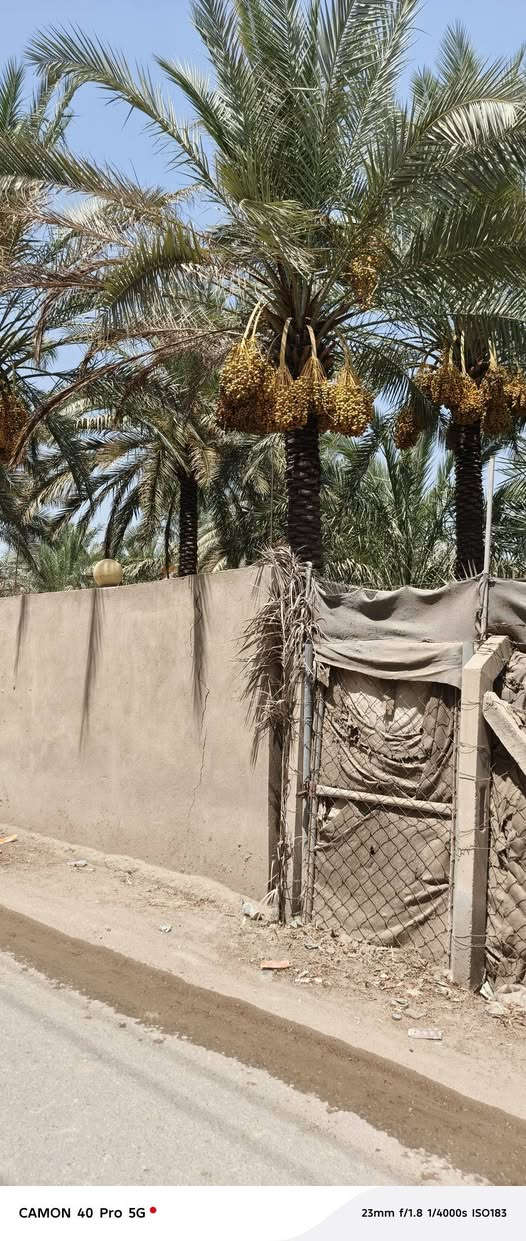 للبيع دار المساحه دونم وربع سياحي قرية النخيلة الشرقيه قرب محطه الوقود طابو زراعي بسمي يبعد عن شارع  العام اربعين متر تفاصيل أكثر اتصل واني خادم ***********

