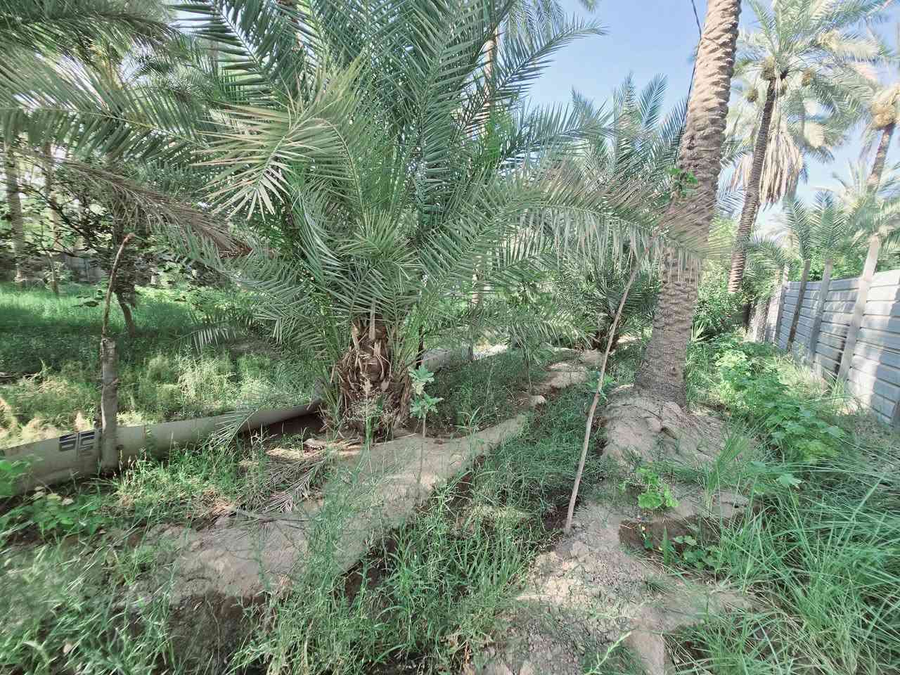 ( يالله أللهم صل على محمد وآل محمد )

( للبيع دونم  مع بيت مساحة البيت 245 متر بناء طابوك درجة

 اولى عدد الغرف 3 مع استقبال وصاله ومطبخ وصحيات علمأ

 البيت مع الاثاث وبي طاقة شمسية 12 أمبير  جنس العقار طابو
 زراعي سند 25 

( تحويل سهم مباشر بأسم المشتري 

 علمأ واجهة العقار 50 م  ونزال 50 م ومباشر عل شارع عام 

( العنوان كربلاء الحسينية الابراهيمية 

( شارع بزل مطشر يبعد عن التبليط 200 متر 

( ويبعد عن شارع الابراهيمية العام 600 متر 

(ويبعد عن مركز المدينة كربلاء  7 كيلو 

( تتوفر كافة الخدمات كهرباء مولد مي سقي سيح مي اساله 

(منطقة سكنية تربد سكن تريد ترفيهي منطقة هادئة جدا 

(  #السعر  315  مليون مع المجال للجاد بالشراء مباشر مع صاحب العقار 

( للإستفسار اكثر اتصلوا بالأرقام التالية 

(  ***********  )(  ***********  )

او مراجعة مكتب النافعي للعقارات كربلاء  النافعي للعقار  النافعي للعقارات -كربلاء  بساتين كربلاء @أبرز المعجبين 

( ***********  )(  ***********  )
