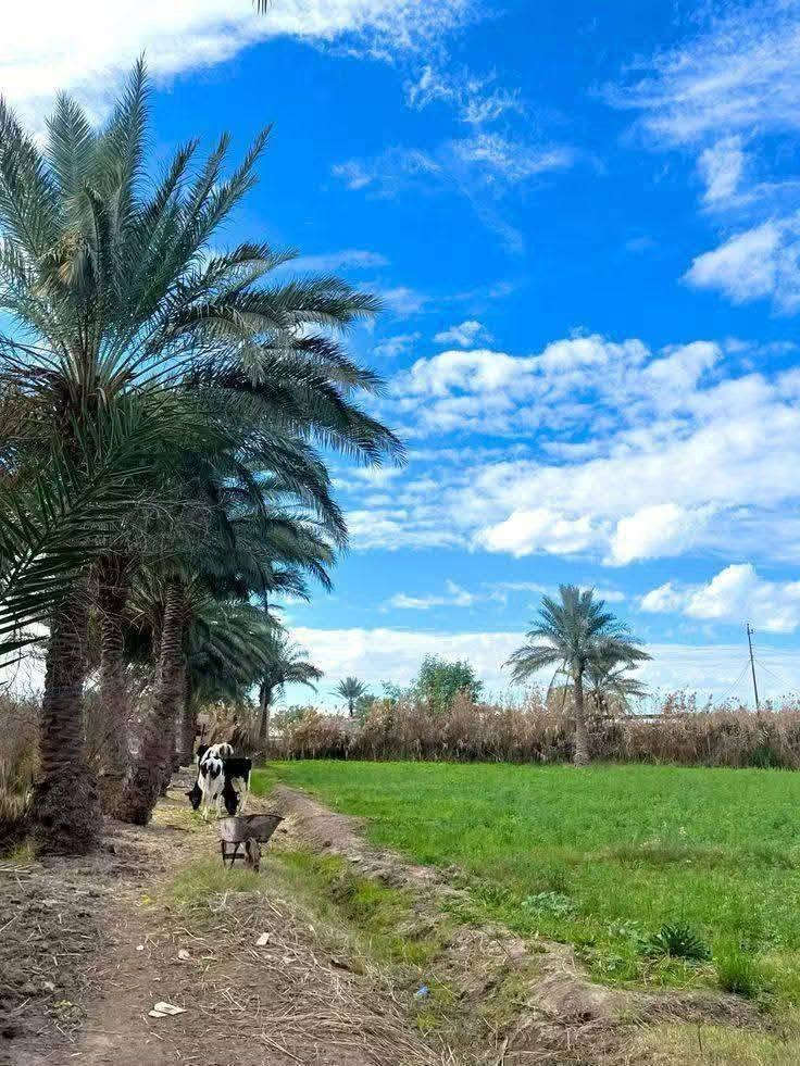٤ دوانم • طابو زراعي • تاجي سبع البور