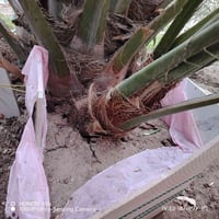 فسائل برحي • مجذر • حجم كبير