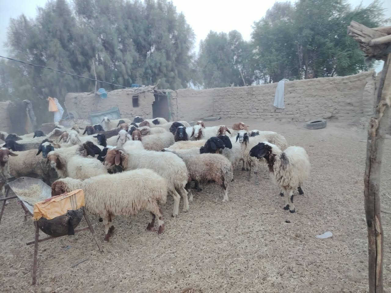 نعجات • ٦٠ راس • الدوانيه الشافعيه
