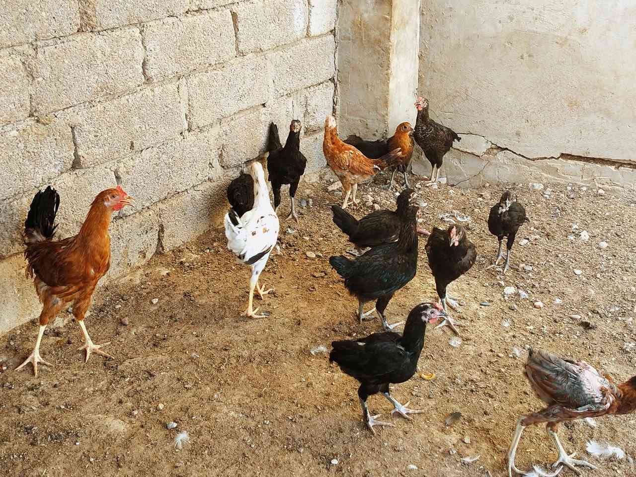 اسلام عليكم متاح للبيع فراريج  عدد 15 نصحات فول صحه ونشاط مكان موصل جانب الايمن شراي يتصل على الرقم او يجي خاص ***********
***********
