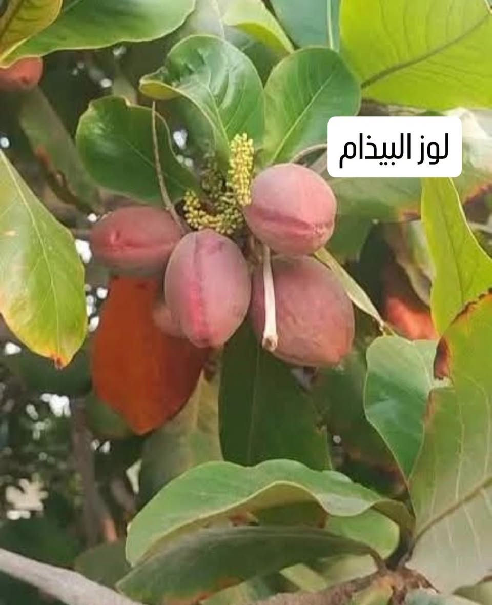 أشجار مميزة • بابل شارع 80 • توصيل جميع المحافظات