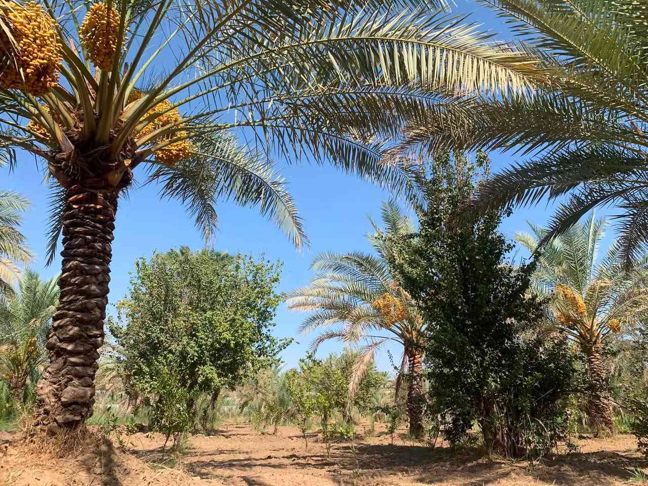سلام عليكم اخوان دونم للبيع العنوان بغداد ناحية الراشدية قرب البحيرة 

متوفر فيه 
كهرباء 
ماء اساله 
ماء سقي 

يوجد فيه 
٢١ نخلة انواع التمور 
١٠ اشجار عرموط 
وهروش برتقال 
مثل ما واضح الدونم الواجهية مالته ٢٨ متر على شارعين 
ونزال ٩٠ متر 

للاستفسار ***********
