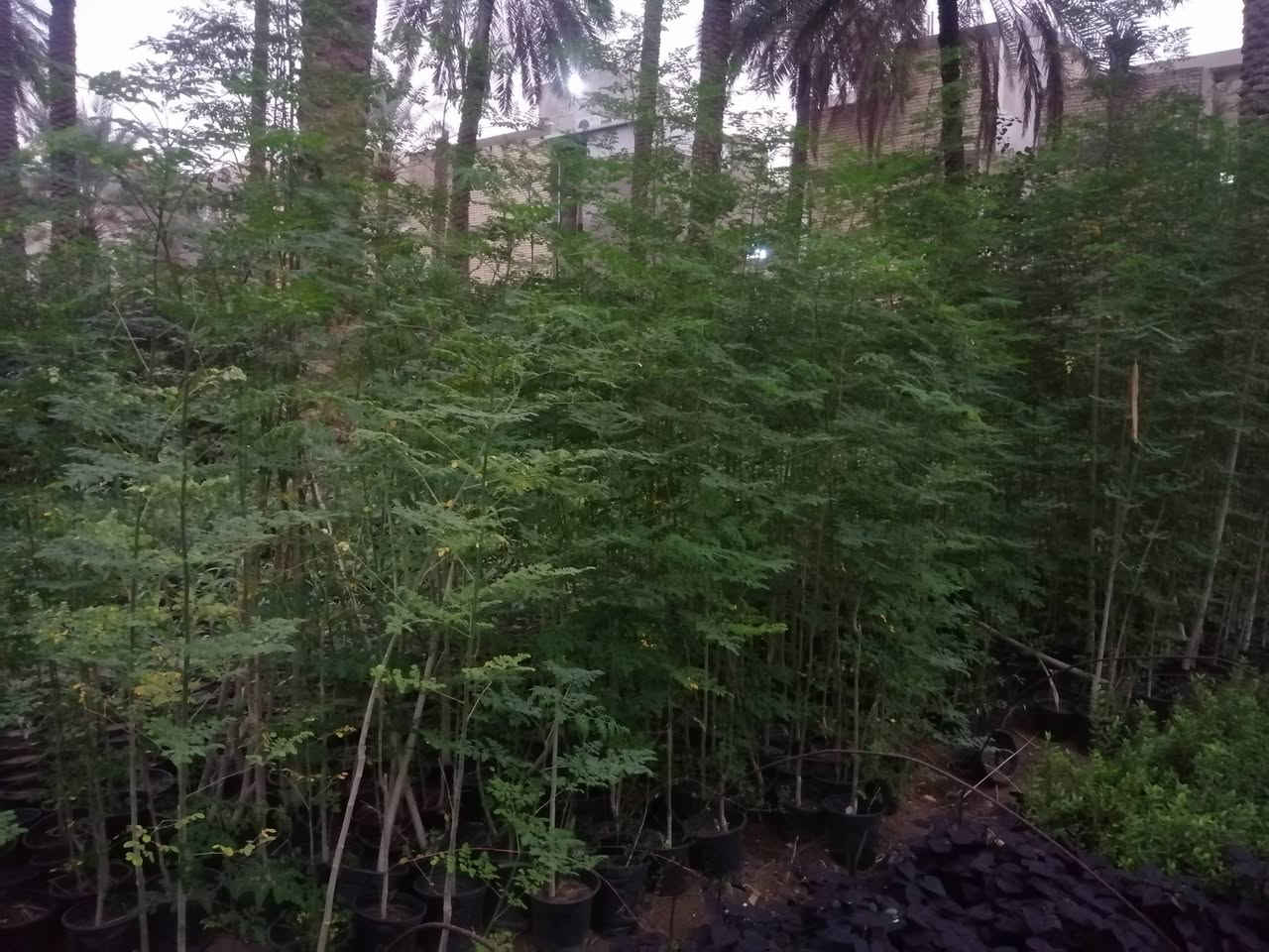 مشتل محمد سلمان • نباتات دايمة • بغداد الكريعات