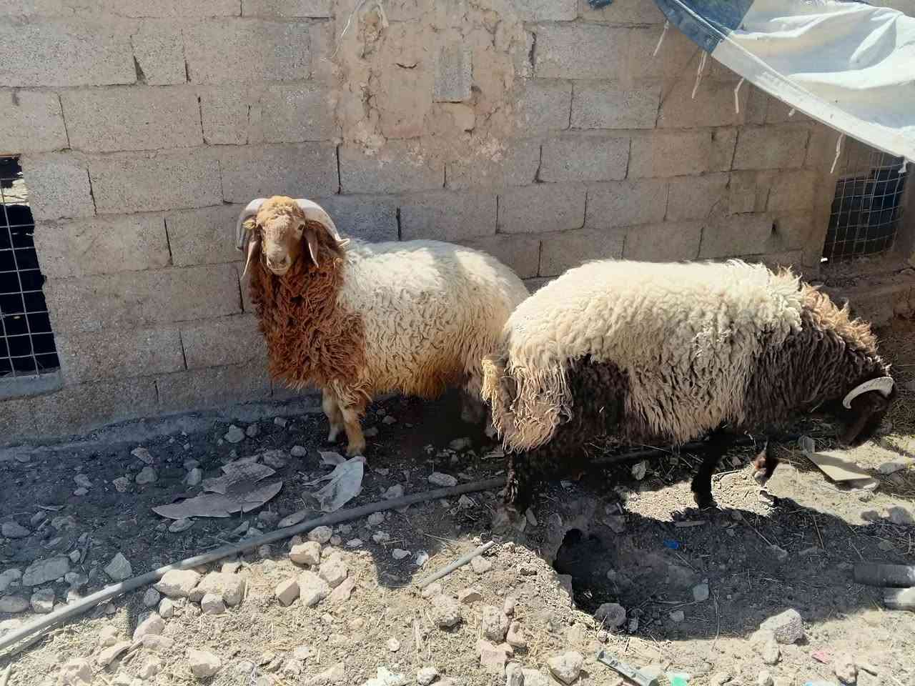 #مكلف_بالنشر 
من رخصة الادمن طليان اثنين خشنات ماشاء الله عليهن معروضات للبيع الشراي يتواصل على : ***********

