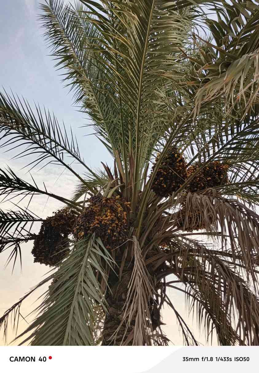 سلام عليكم اخوان يوجد نخلتين تمر خسته للبيع
المكان الرمانه البوحردان 
هـ ***********

نص مكتوب في الصور:
- CAMON 40 35mm f/1.8 1/230s ISO50
- CAMON 40 35mm f/1.8 1/433s ISO50
- CAMON 40 35mm f/1.8 1/358s ISO50
- CAMON 40 50mm f/1.8 1/269s ISO50