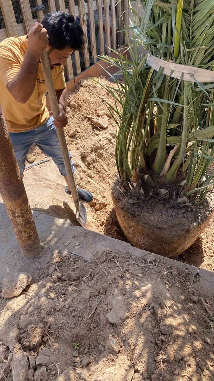 الا عشاق ومحبي النخيل باشرنه بتجهيزه برحيه من برحي البصره الاصل الله يوفق الي صارت من نصيبه ويشوف خيرها والي يرغب بهاي الاحجام بل خدمه ***********
