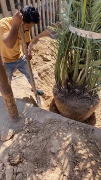 نخيل • برحي البصره • مقاسات مختلفة