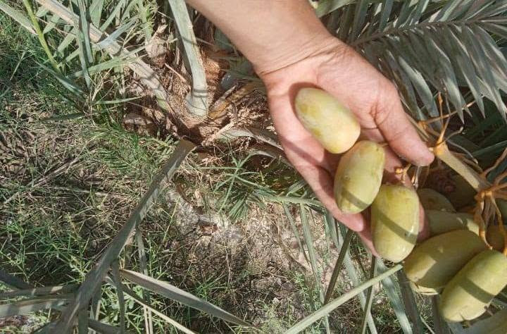 السلام عليكم متوفر مجهول للبيع سعر200 مثل ما موضح بالصورة للستفسار اتصال على الرقم ***********
