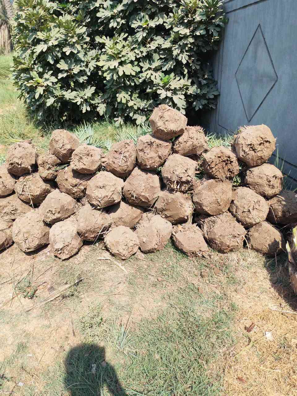 السلام عليكم يوجد لدينا بريم ومكتوم وبلكه وبرحي بل طينه ويوجد لدينا توصيل لكافة محافظاتالعراق***********
