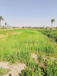 أبو غریب • زراعي • ٤٠٠م