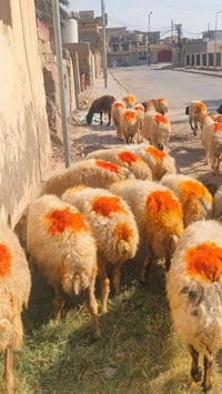 غنم • ٢٧رأس • حي العصري
