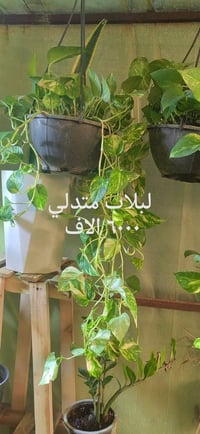 مشتل كاردينيا • بعقوبه التحرير • نباتات
