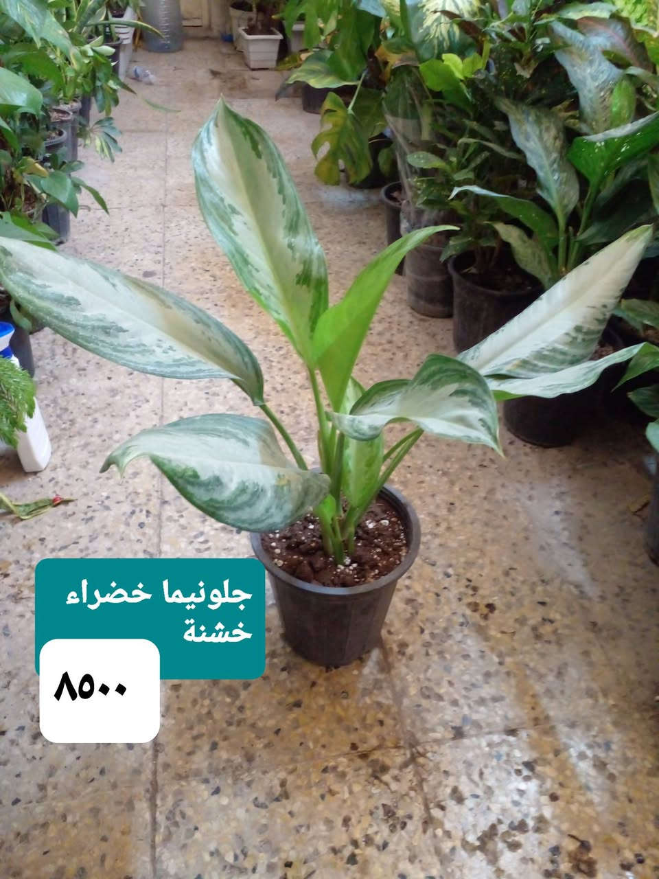 سلام عليكم
عرض نباتات داخلية كثيفة ..
عرض بتموس السلسبيل  15 L
فقط ب ٥٠٠٠
عصا موسى 
١٢٥٠....١٧٥٠....٢٠٠٠...٢٥٠٠
موقعنا ..
بغداد ..حي العدل ..شارع الأسواق المركزية ...مقايل مدرسة الأرض السعيدة ...داخل قيصرية عباس 
للحجز او الإستفسار 
المسنجر أو الواتسآب ●***********●

نص مكتوب في الصور:
- اريكاريا داخلية ارتفاع متر ٨٥٠٠
- أراليا داخلية خارجية بالظل ارتفاع ٧٠ سم كثيفة ٧٠٠٠
- بلبلب مرمري
- ٥٠٠٠
- جلونيما خضراء خشنة ٨٥٠٠
- ١٢٥٠٠
- جلد النمر
- ارتفاع ١٢٠ سم
- زاميا داخلي كثيفة ارتفاع 65 سم ١٤٥٠٠
- يوكا هولندي
- أحادي ارتفاع ١٥٠ سم
- ١٤٠٠٠
- یوکا ثلاثیة ارتفاع ٧٥ سم ١٣٠٠٠
- كريتون داخلي ارتفاع 85 سم كثيف جدا 11000