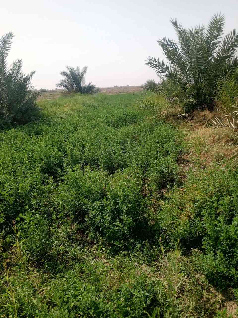 أرض • متاح • للبيع